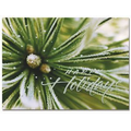 Frosted Evergreen Holiday card